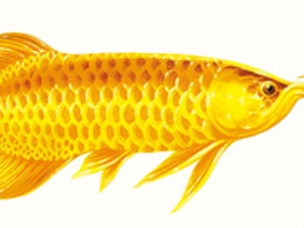 How to keep the golden dragon fish