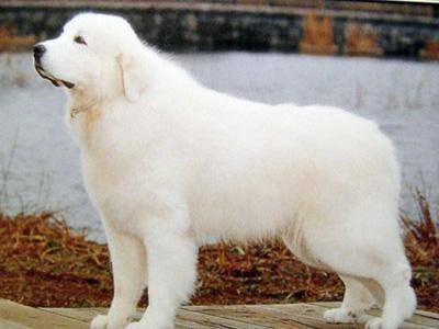 What do you pay attention to when raising big pyrenees
