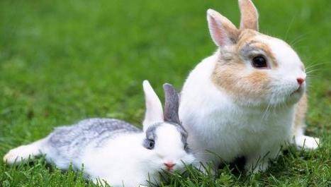 Precautions for raising rabbits