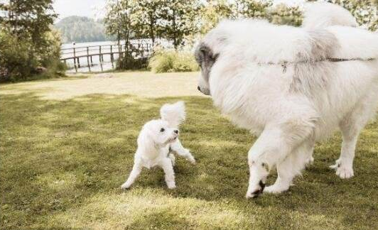 Is a super large white bear dog protective of its owner