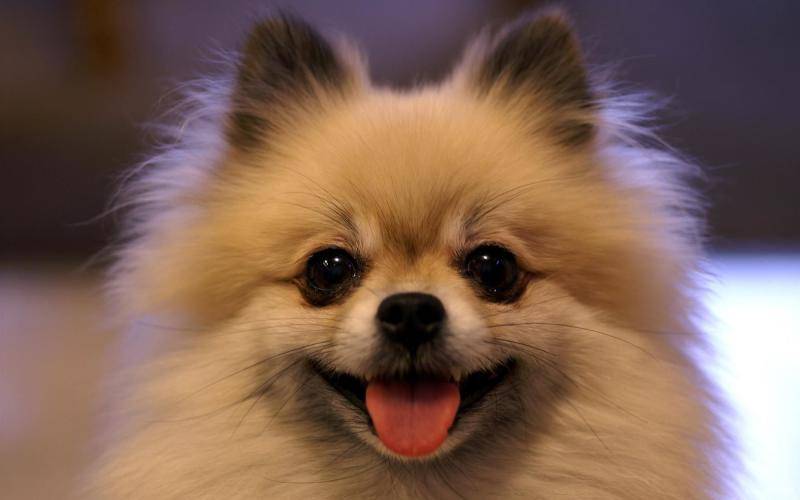 Pomeranian is always breathing fast