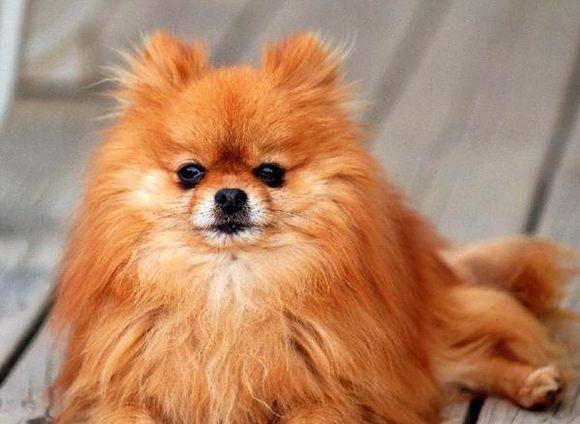 What happens to Pomeranian dogs without vaccinations