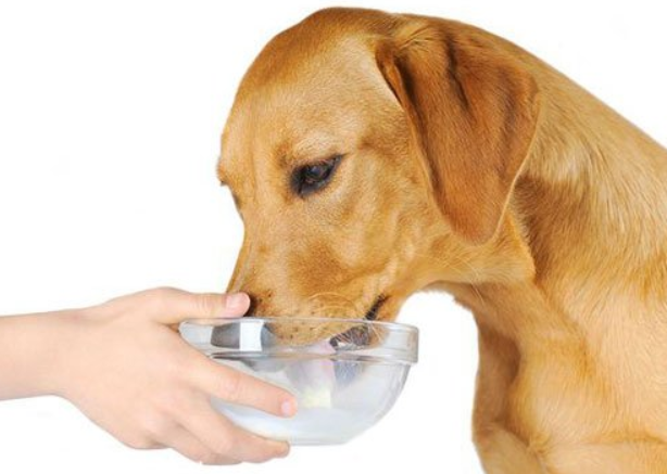 Can dogs drink milk