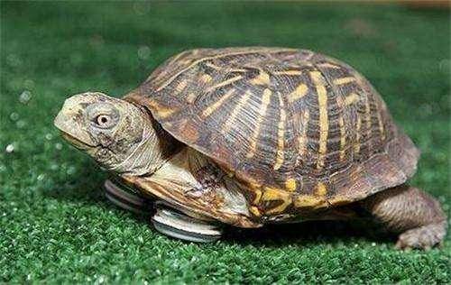 How many years can a turtle live