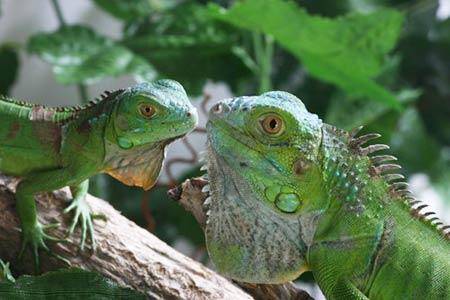 What do green iguanas eat