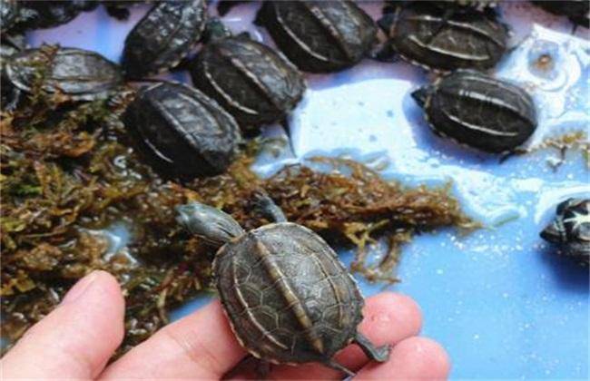 How to keep turtles in winter