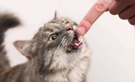 What does the cat bite represent