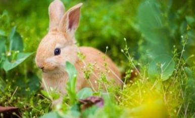 Precautions for raising rabbits