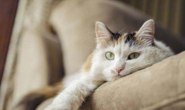 Symptoms of cat illness