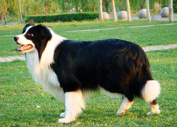 Is the Border Collie great?