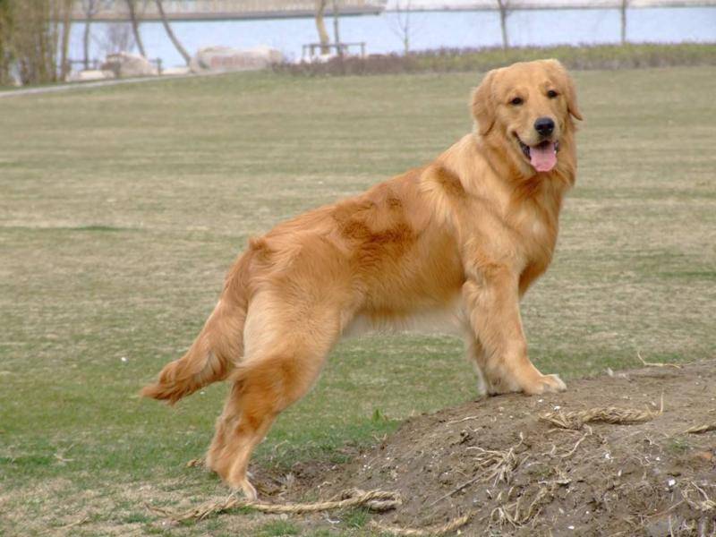 Golden Retriever does not eat dog food how to
