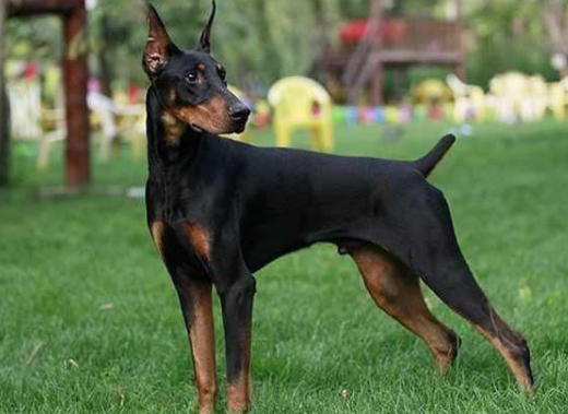 Which is better, Border Collie or Doberman? Different styles can also ...