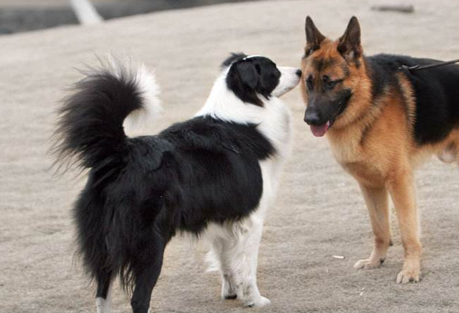 Can a border collie fight a German shepherd