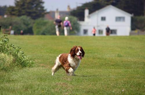 Dog breeds that look like the Spaniel