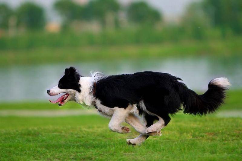 Why do Border Collies spit up milk