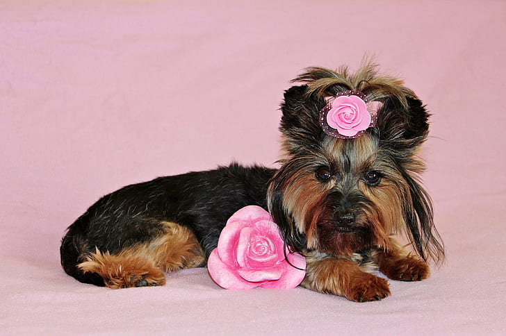 yorkshire-terrier-dog-pretty-nice.jpg