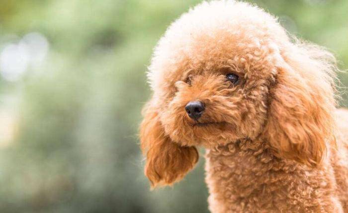 Which dog food is good for poodles