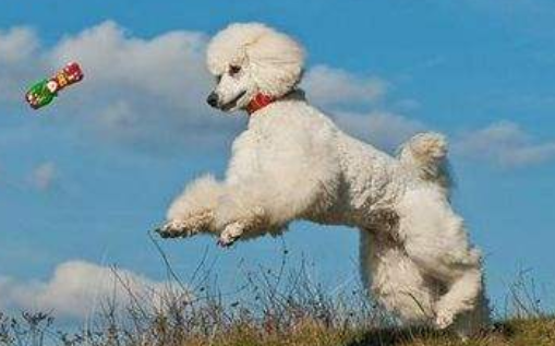 Can a poodle be a hound