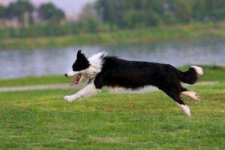 Border collie city can keep