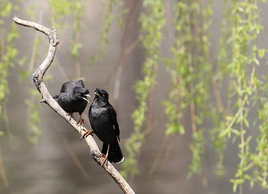How to raise starlings