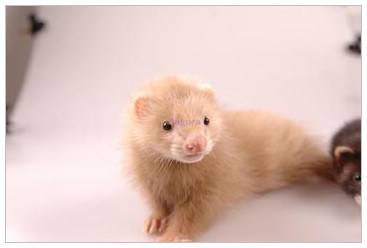 Is pet mink easy to keep