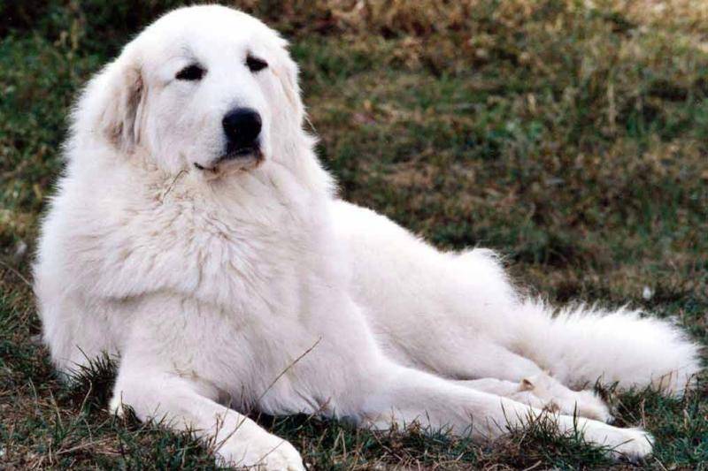 Great Pyrenees and lions who are powerful