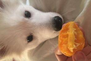 Can dogs eat mangoes