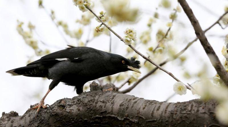 How to teach starlings to talk