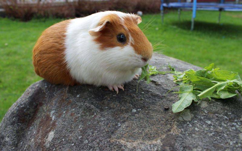 What are the taboos of raising Dutch pigs