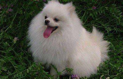 What is the reason for the serious hair loss of Pomeranian