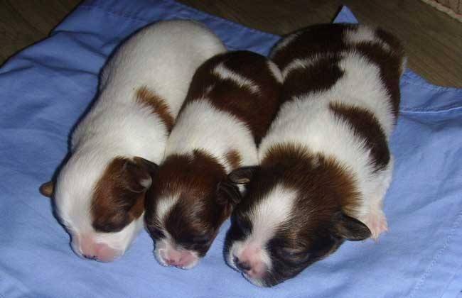 Butterfly dog puppy feeding method