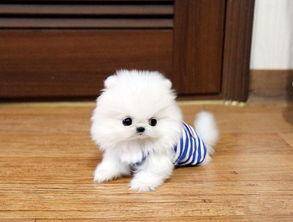 Is the white Pomeranian smaller and more expensive