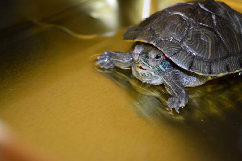 The tortoise's eyes are white and can't open