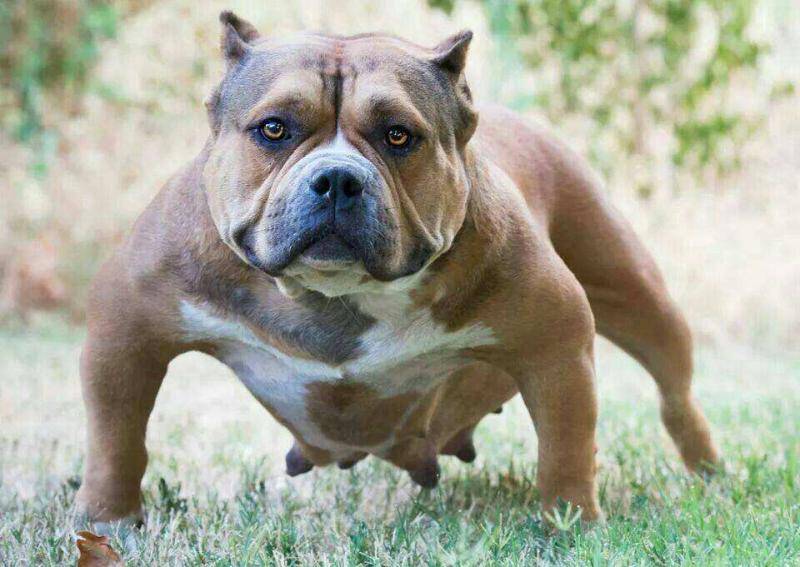 What to feed a bully dog