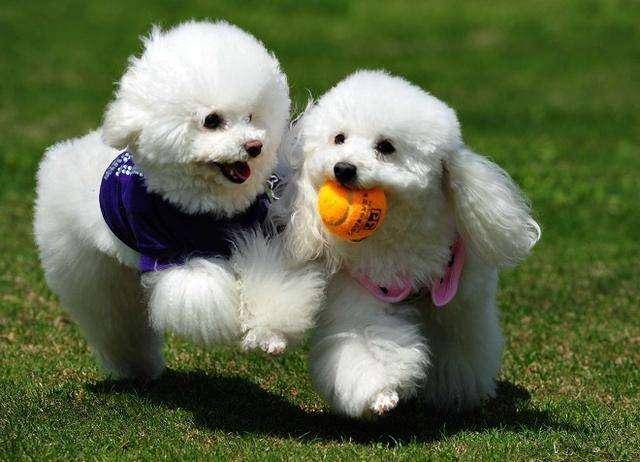 What about poodles with big bellies