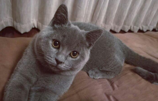 Advantages and disadvantages of the British short blue cat