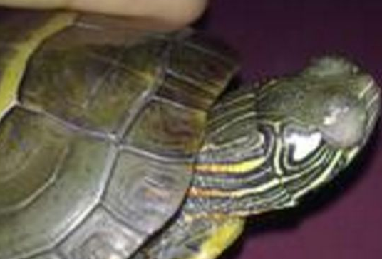 How does tortoise white eye disease treat