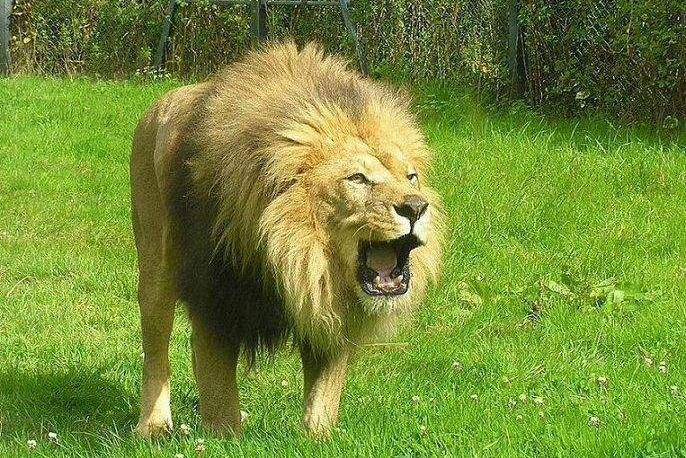 Great Pyrenees and lions who are powerful