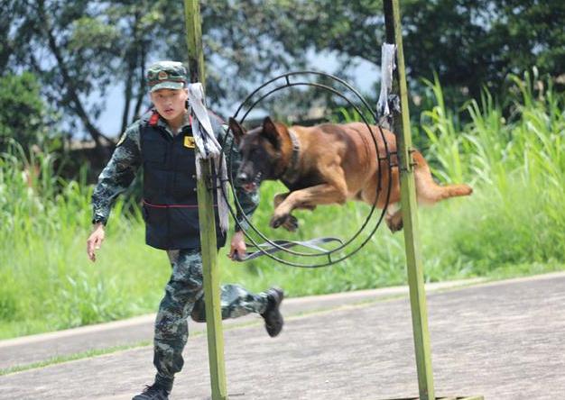 police-dog-trainer-and-police-dog-to-complete-the-last-training-after-a