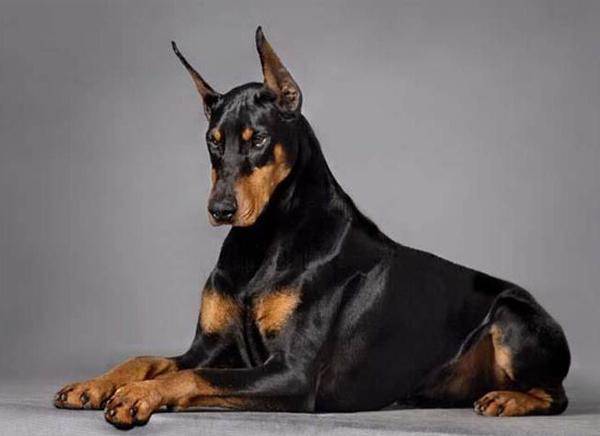 What Doberman Pinschers Eat to Grow Faster