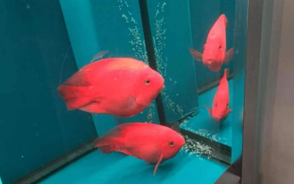 What to do when a parrotfish spawns