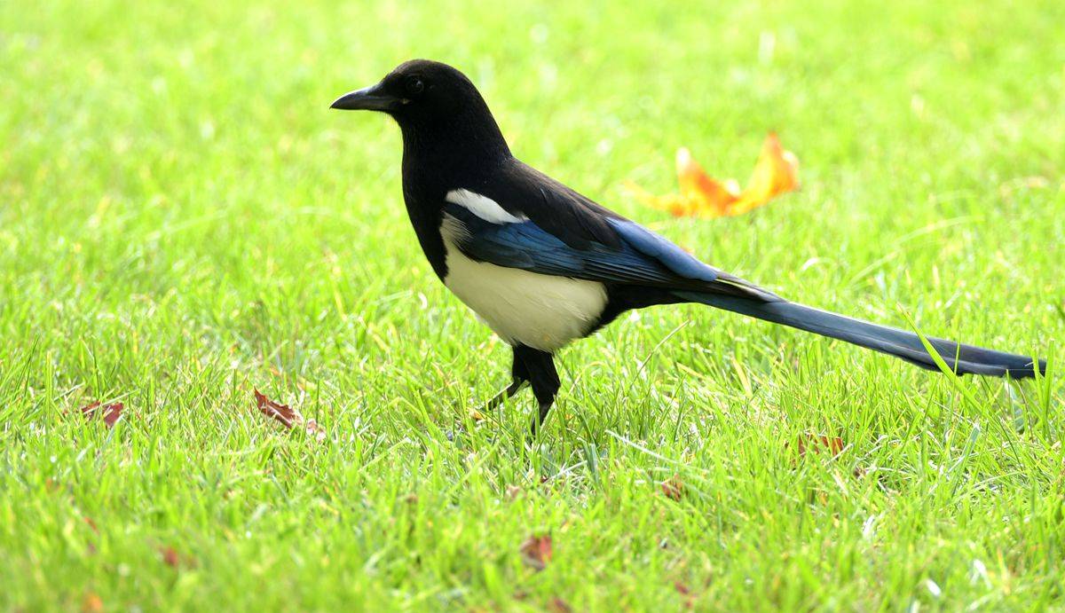 What do magpies eat