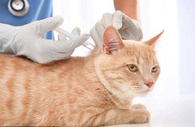 Symptoms of rabies in cats