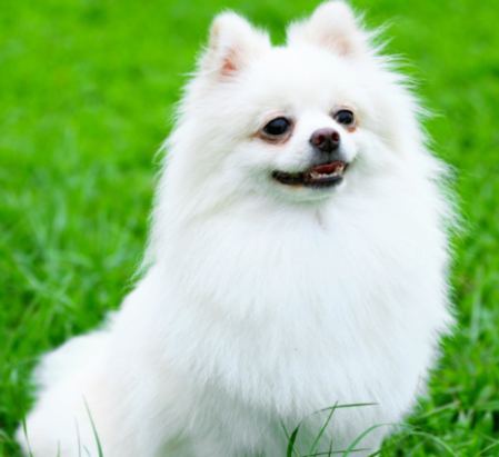 What's wrong with Pomeranian shit