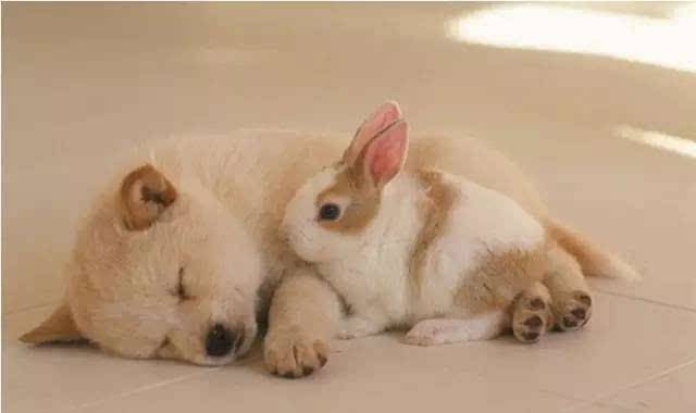 Does the rabbit sleep and close its eyes