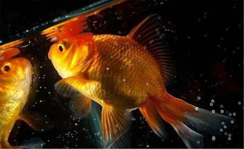 What do small goldfish eat?