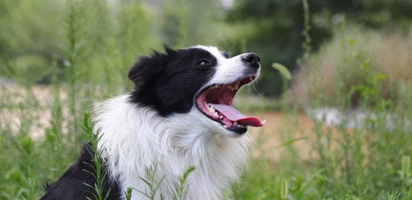 Can a border collie eat rice
