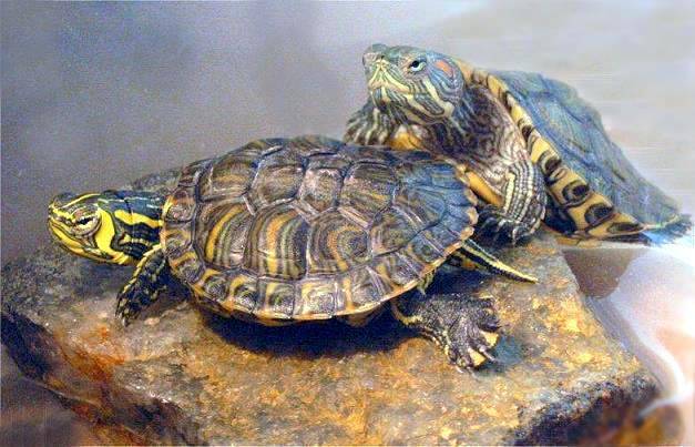 Can a Brazilian red-eared turtle recognize a person