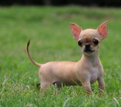 What's best for Chihuahuas?