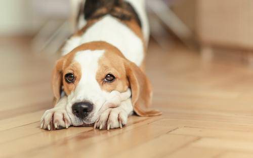 How to deal with ear mites in dogs